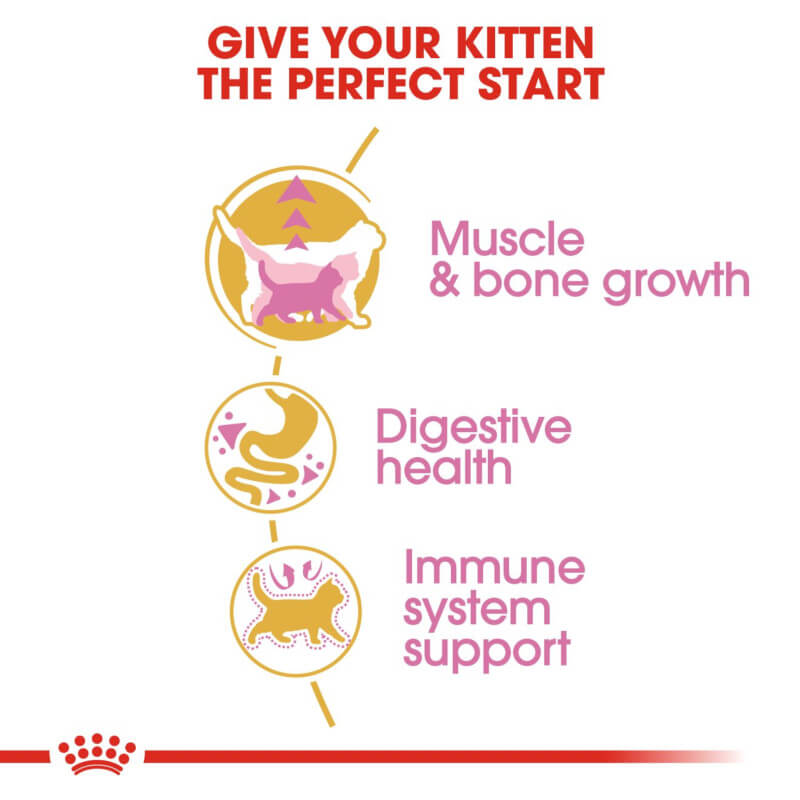 Royal Canin Kitten British Shorthair: supports muscle growth, healthy digestion, and immunity.