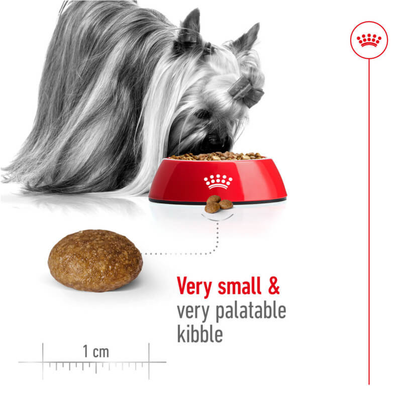 Yorkshire Terrier loves Royal Canin X-Small Adult 8+ 1.5kg, ideal for aging tiny dogs.