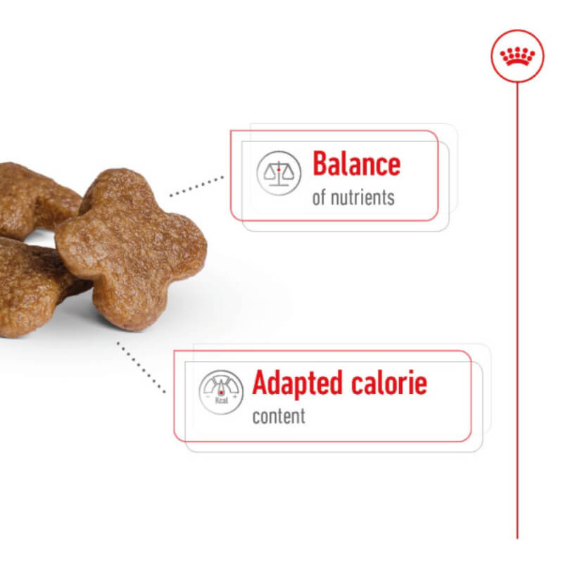 Royal Canin Mini Adult 8+: X-shaped kibble for mature small dogs, with balanced nutrients.