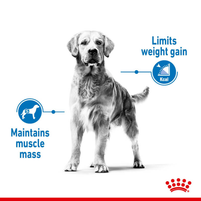Royal Canin Maxi Light Weight Care for muscle mass & weight control, with icons.