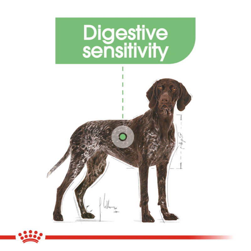Royal Canin Maxi Digestive Care supports digestive health for large dogs.