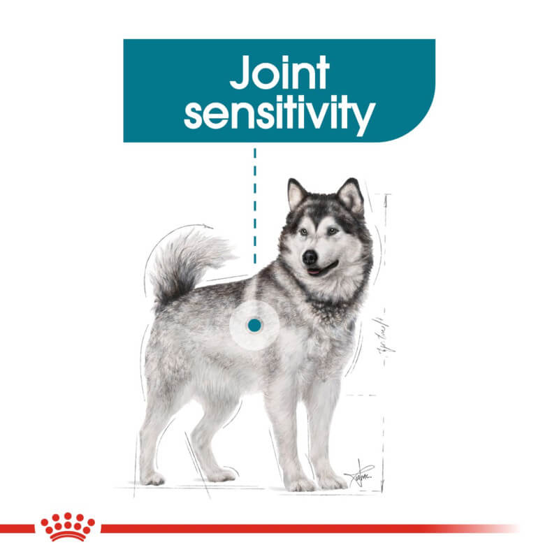 Husky with Royal Canin Maxi Joint Care, highlighting joint support near the hip area.
