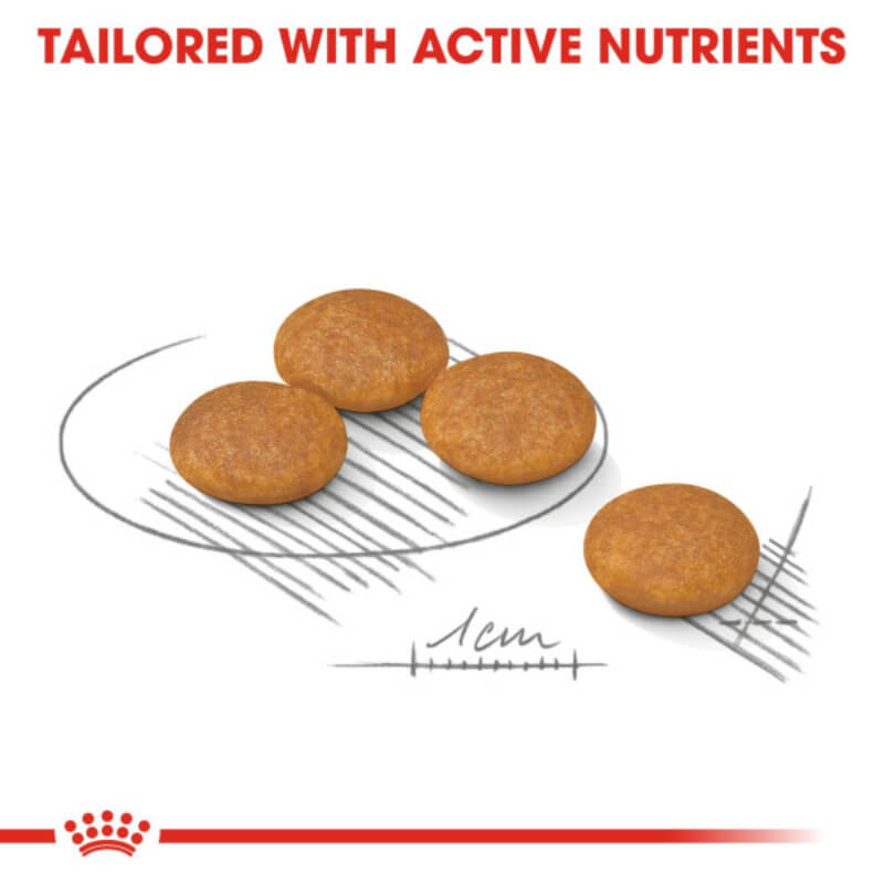 Four round kibbles, 1cm scale: Royal Canin Mini Dermacomfort for skin health.