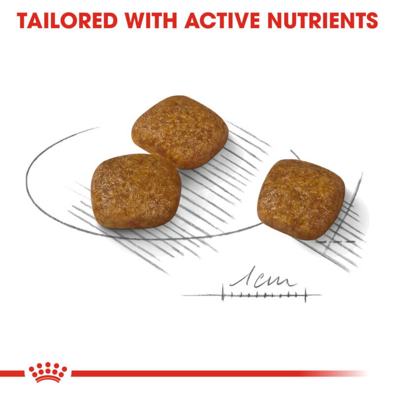 Three brown, square kibbles of Royal Canin Mini Urinary Care shown next to a 1 cm scale.