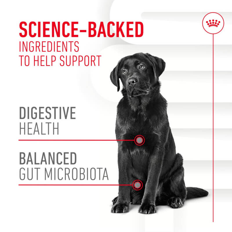 A black Labrador sits by text about Royal Canin Adult Digestion Supplement for gut health.