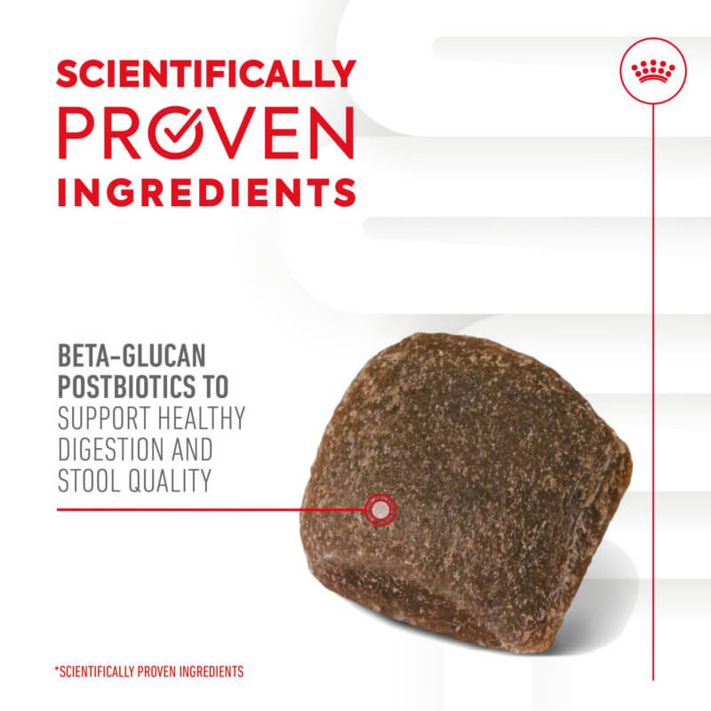 Royal Canin Adult Digestion Supplement 160g supports dogs' digestion with prebiotics.