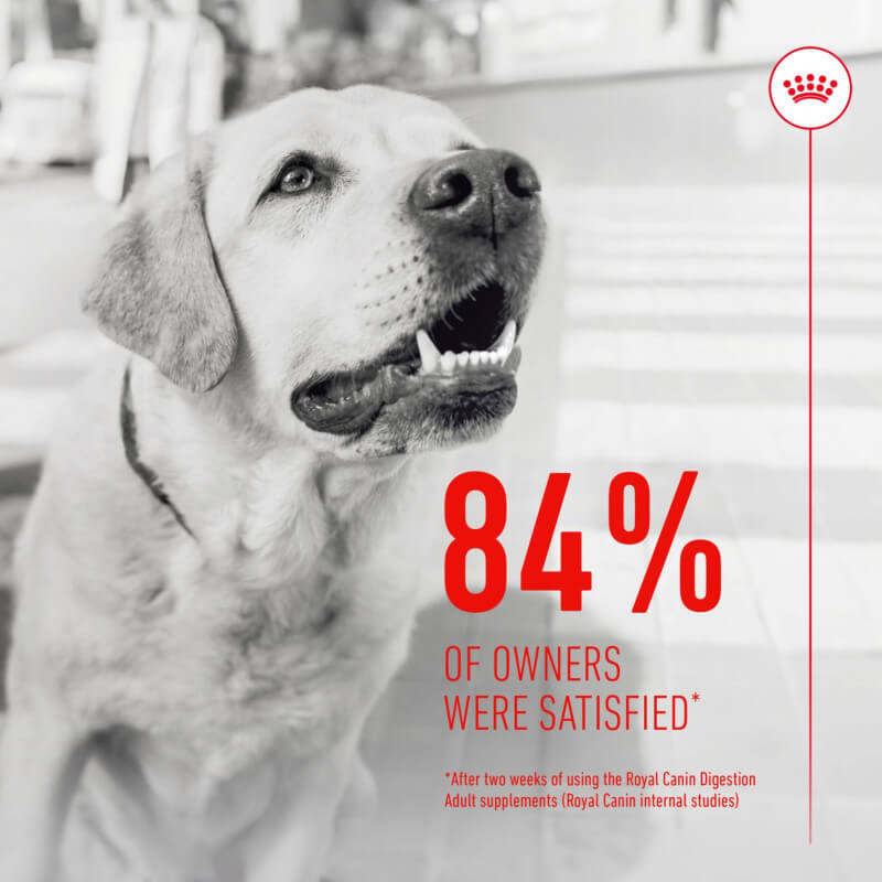A happy dog with “84% of owners satisfied” and Royal Canin Adult Digestion Supplement 160g in red.