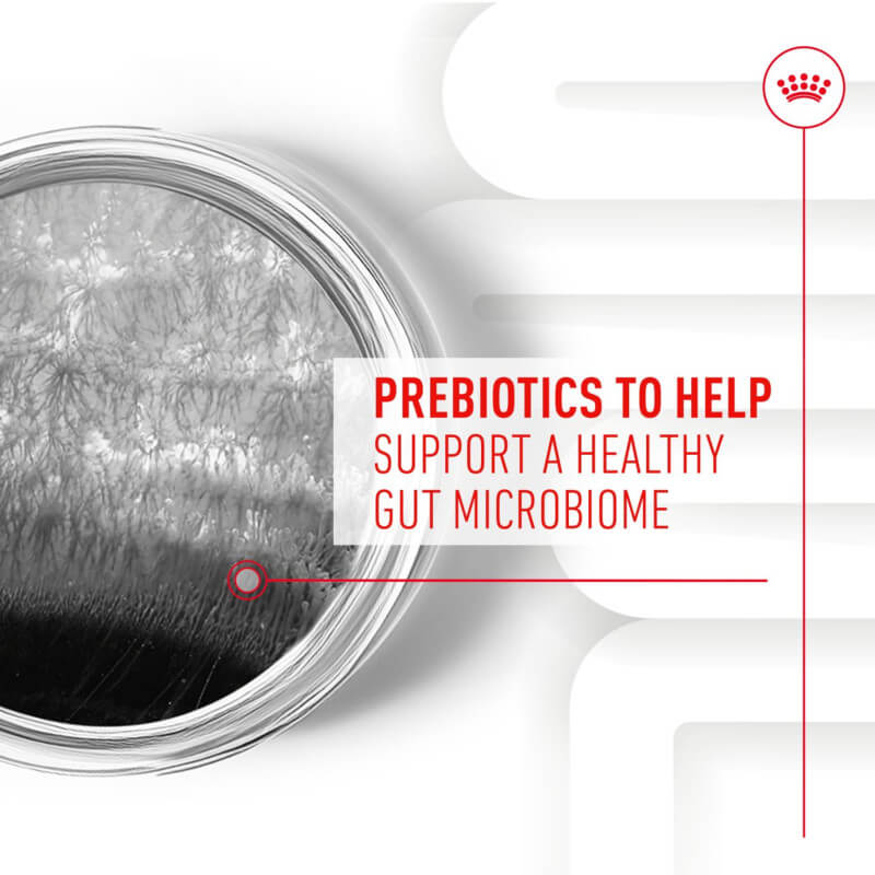 Royal Canin Adult Digestion Supplement 160g supports a healthy gut microbiome in dogs.