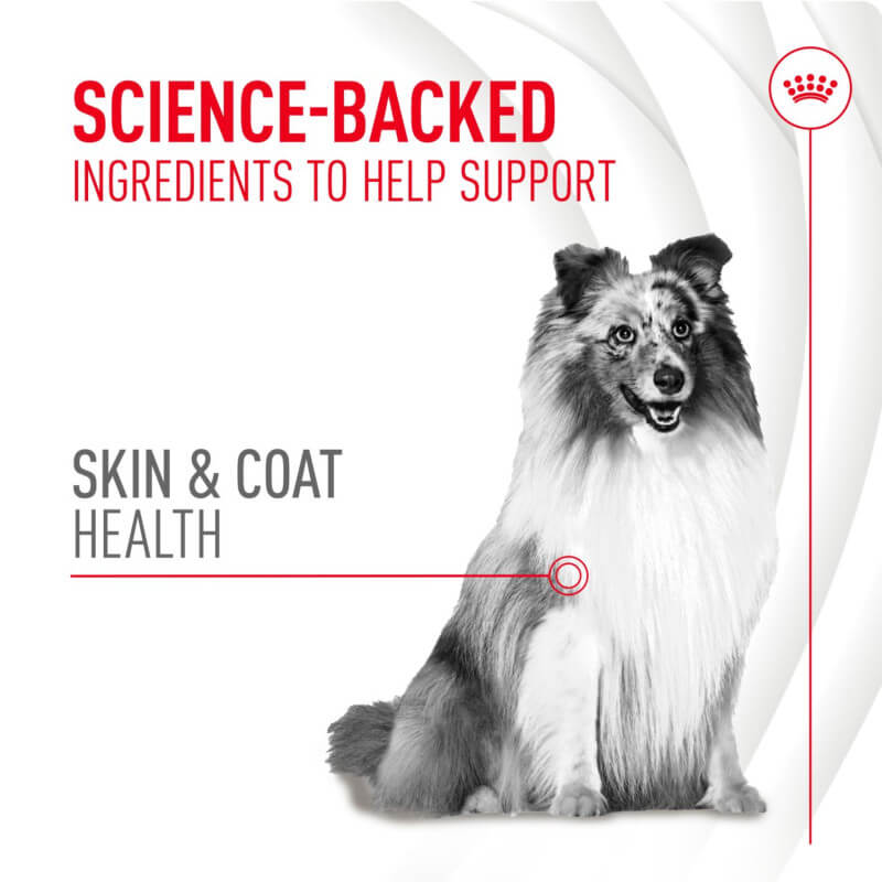 Royal Canin Adult Skin & Coat Supplement 240g, for dog skin health.