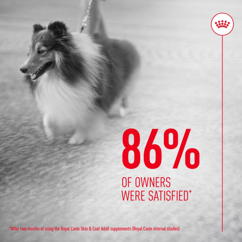 Long-haired dog leashed, text: 86% satisfied with Royal Canin Adult Skin & Coat Supplement.