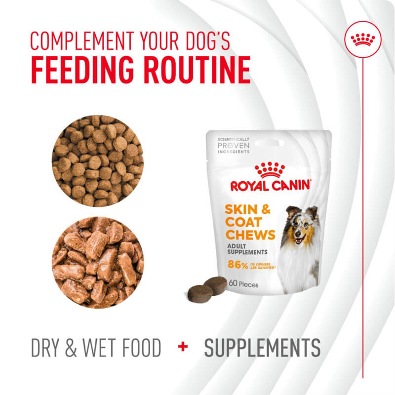 Dog wet food & Royal Canin Adult Skin & Coat Supplement 240g for optimal skin health.