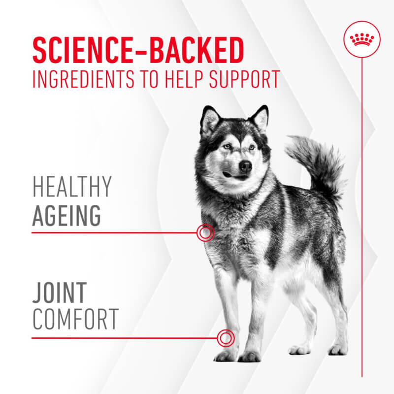 Royal Canin Joint & Ageing Supplement 240g pack for dogs, with a chew next to the bag.