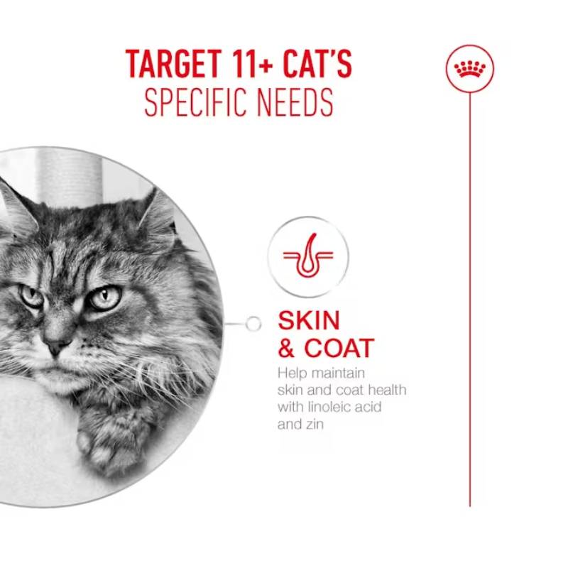 Gray long-haired cat with skin and coat health info and Royal Canin Feline Ageing 11+ food.