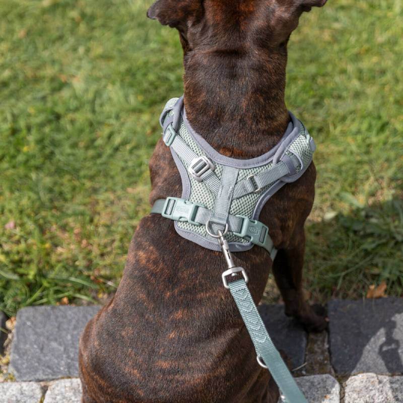 Brindle dog in Trixie Premium FlexMesh Harness Sage, sitting on stone by the grass.