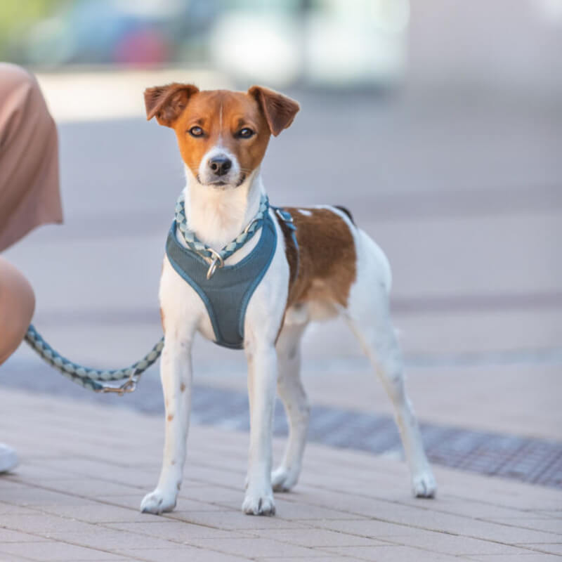 Small brown and white dog in a Trixie Cavo semi-choke collar, outdoors on a sidewalk.