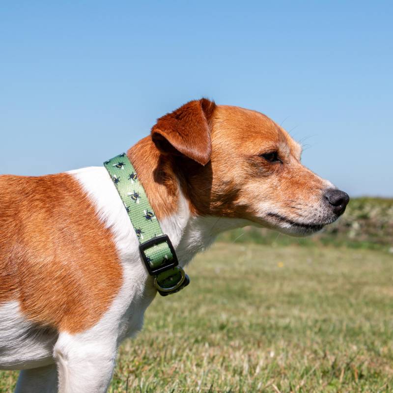 Brown and white dog wearing an Ancol Bee Dog Collar stands on grass under a clear blue sky.