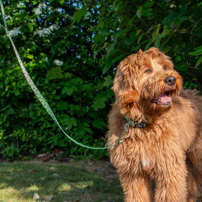 A fluffy brown dog stands on grass with the durable Ancol Bee Dog Lead from Ancol.