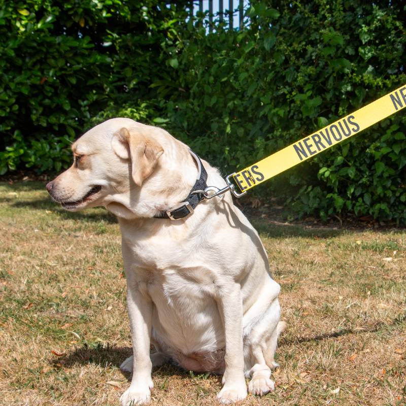 Yellow lab on grass with Ancol Awareness Lead NERVOUS 40mm, looking to the side.