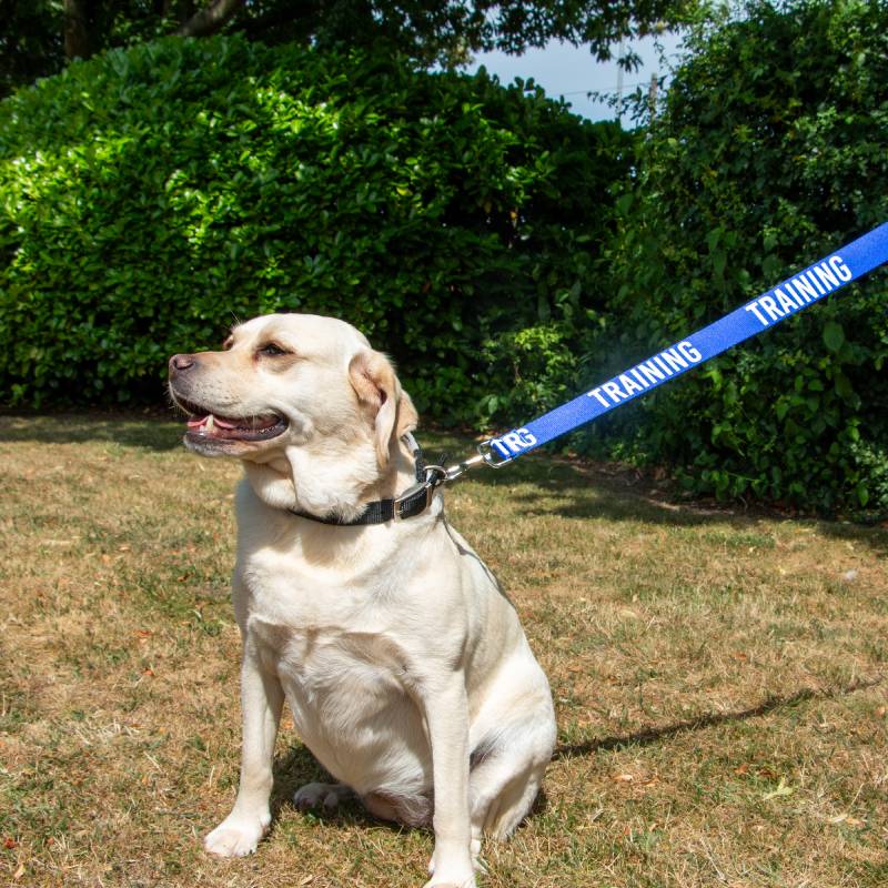 Yellow labrador on grass with an Ancol Awareness Lead TRAINING 40mm attached to its collar.