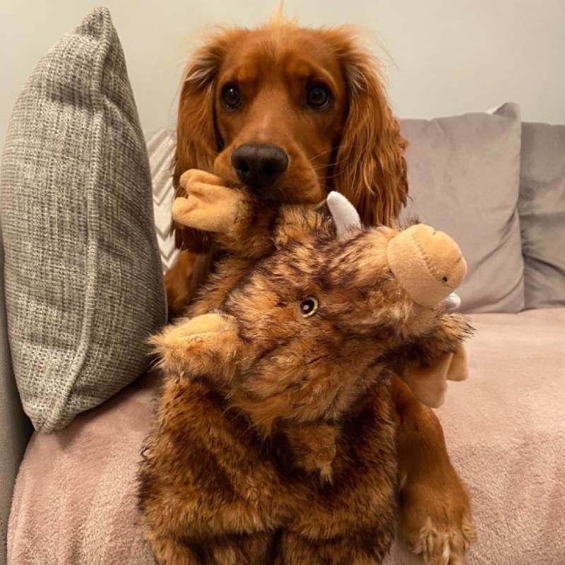 Ancol Heritage Huge Hog plush dog toy with tusks in brown and tan fur.