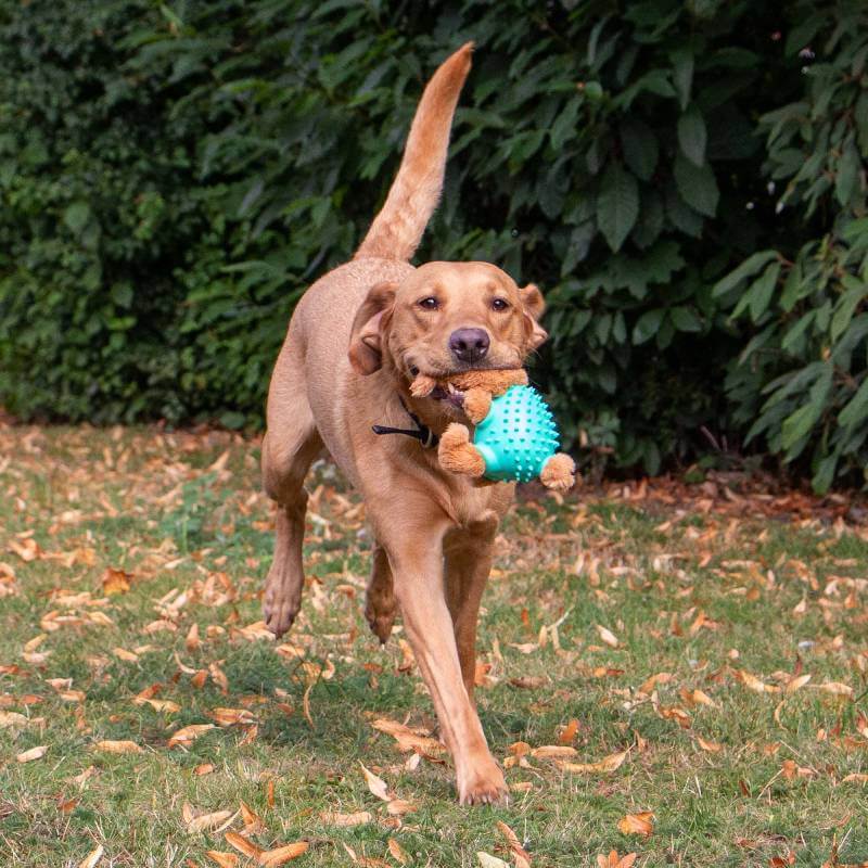 Brown dog running on grass with an Ancol Orva Rabbit Ball Belly Dog Toy, green bushes behind.