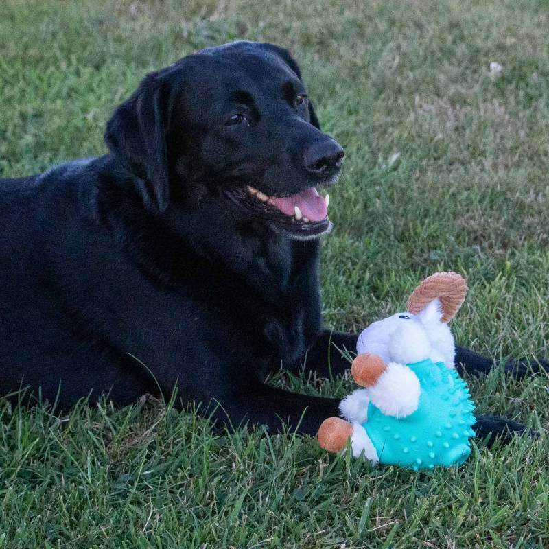 Black dog on grass with a blue Ancol Orva Ram Ball Belly Dog Toy in front.