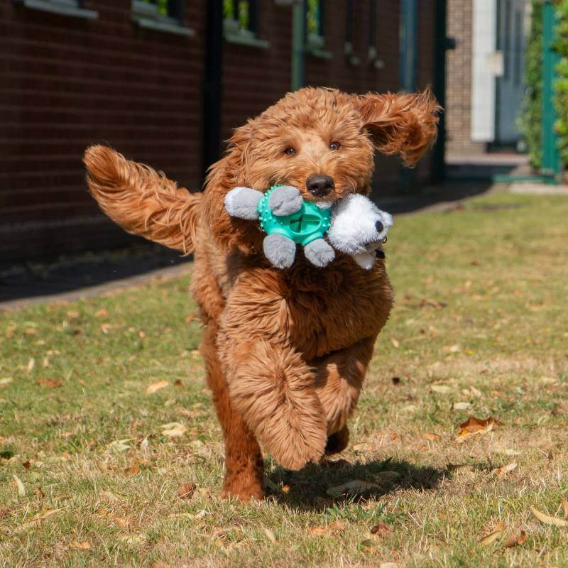 Brown fluffy dog running on grass with an Ancol Orva Wolf Ball Belly Dog Toy in its mouth.