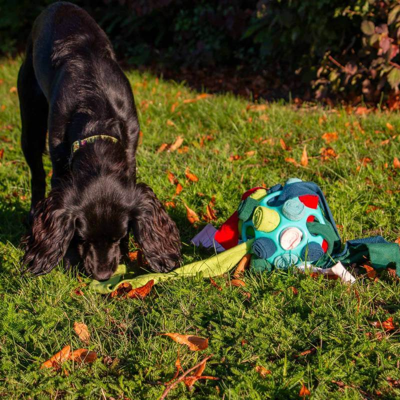 Ancol Orva teal snuffle ball dog toy with colorful fabric pieces for interactive play.