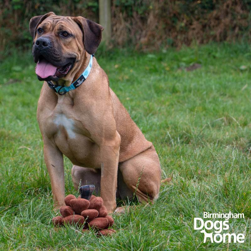 Large brown dog with blue collar sits on grass beside Ancol Heritage Peter Pine Cone toy.