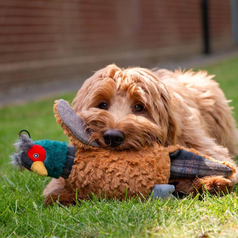 Ancol Heritage Phoebe Pheasant