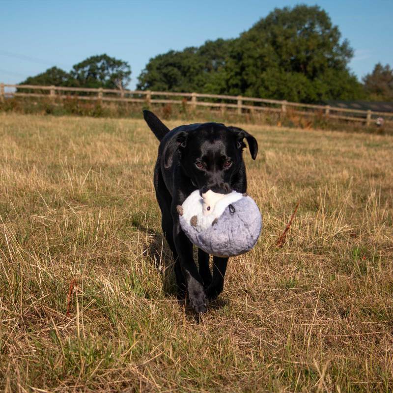 Black dog on grass with the Ancol Heritage Harry Hedgehog toy by Ancol in its mouth.