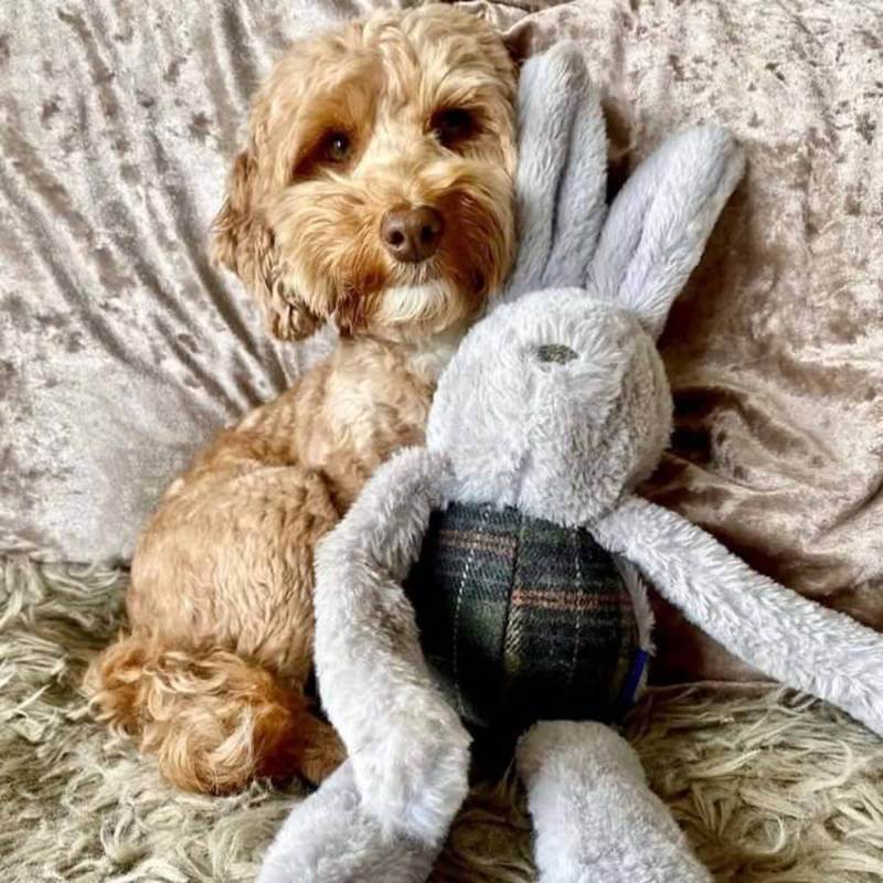 A brown dog cuddles an Ancol Heritage Floppy Bunny toy with recycled filling on the sofa.