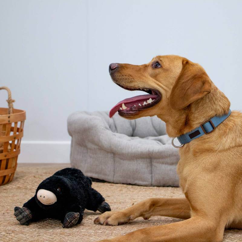 A brown dog with a blue collar sits indoors near an Ancol Heritage Montgomery Mole toy.