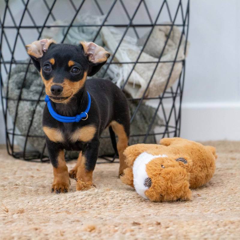 Small black and tan puppy with blue collar stands by Ancol Heritage Walter Weasel Midi plush toy.