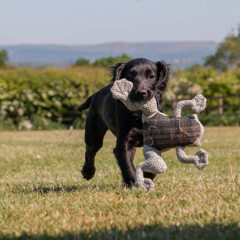Black dog running on grass with an Ancol Heritage Toby Toad Midi plush toy in its mouth.