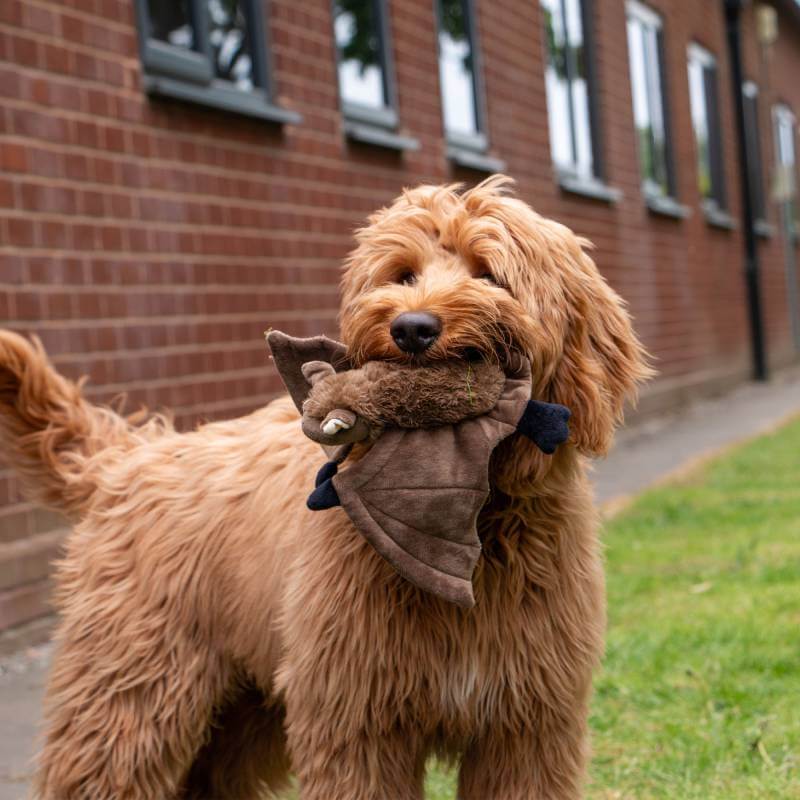 Brown dog holding Ancol Heritage Barnaby Bat Midi toy, standing on grass by a brick building.