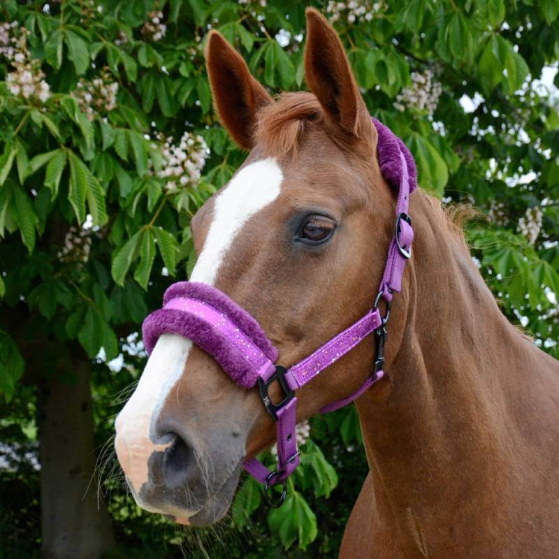 Brown horse wearing Hy Dazzle Headcollar, featuring a white blaze, stands by leafy trees.