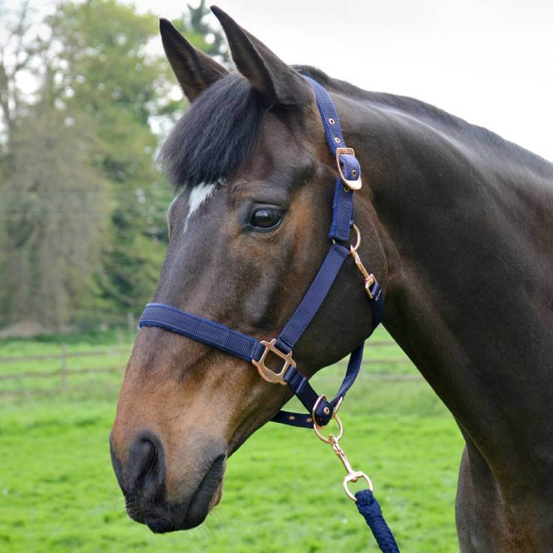 A brown horse in a green field wears the Hy Rose Gold Headcollar & Lead.