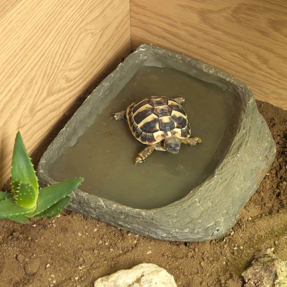 A small tortoise rests in a Habistat Tortoise Pool by Habistat, in a terrarium with soil and a plant.