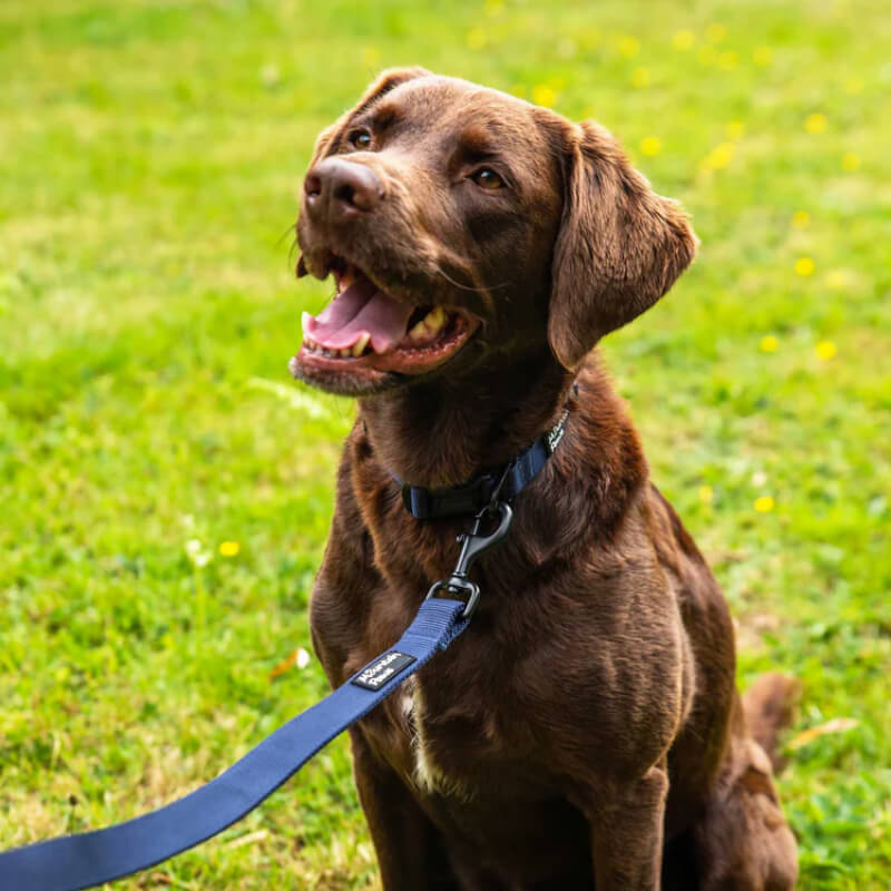 A happy brown dog sits on green grass with a Mountain Paws Extra Tough Dog Lead.