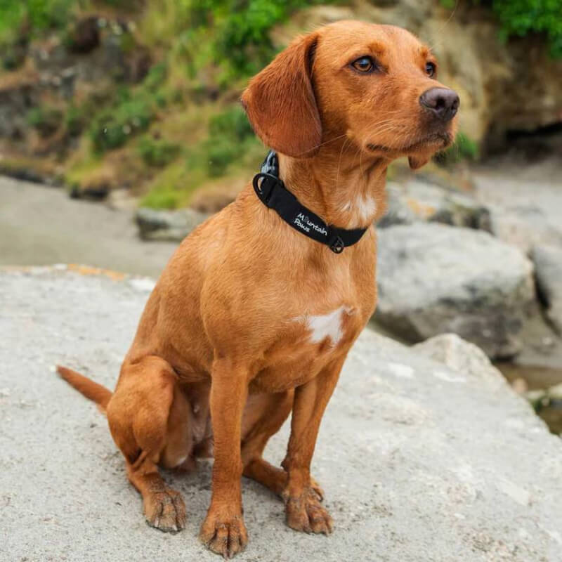 Mountain Paws Extra Tough Dog Collar Black with adjustable loop and plastic buckle.