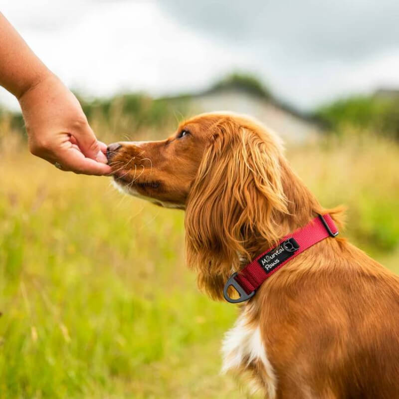 A dog wearing a Mountain Paws Extra Tough Dog Collar Red sniffs a hand in a grassy field.
