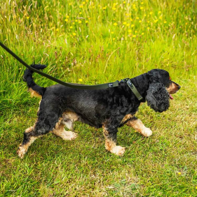 Mountain Paws Extra Tough Dog Collar Olive with black buckle and sturdy metal D-ring.