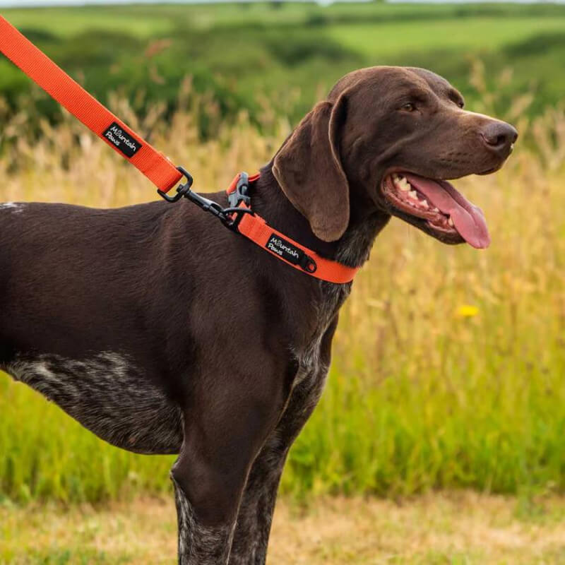 Brown dog with open mouth wears Mountain Paws Extra Tough Dog Collar Orange on a red leash in grass.