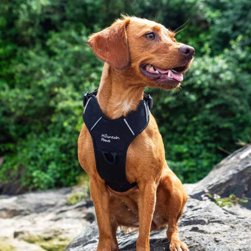 Black Mountain Paws Dog Harness on dog sitting on rock with greenery in the background.