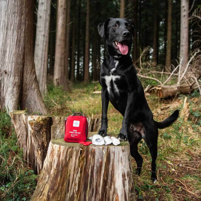 Black dog on tree stump with Mountain Paws Dog First Aid Kit in a forest.
