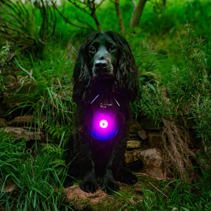 Black dog wears Mountain Paws Dog Safety Light collar, sitting on a stone amid greenery.