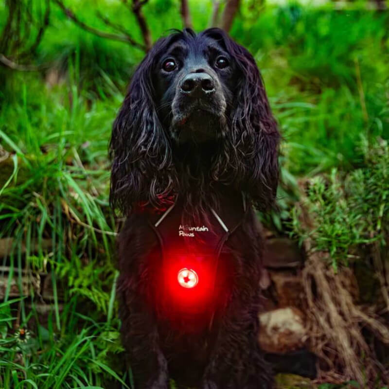 Black Cocker Spaniel outside with Mountain Paws Dog Safety Light by Mountain Paws in greenery.