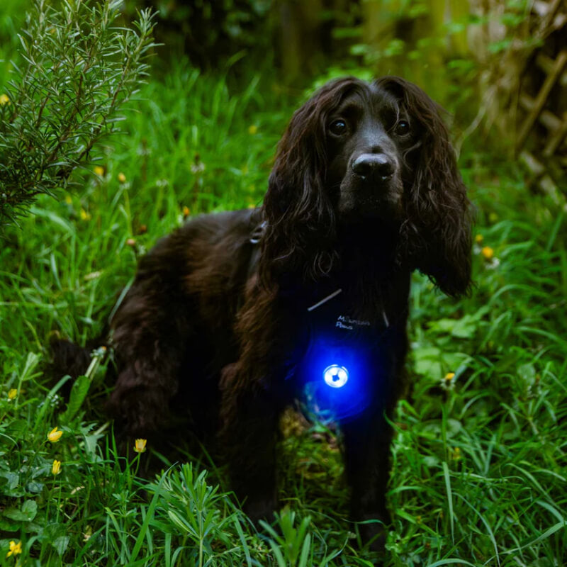 Black dog with long ears in grass wears Mountain Paws Dog Safety Light on its collar.
