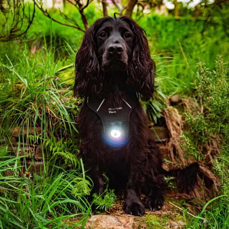 Black dog wearing Mountain Paws Dog Safety Light sits in tall grass and plants outdoors.